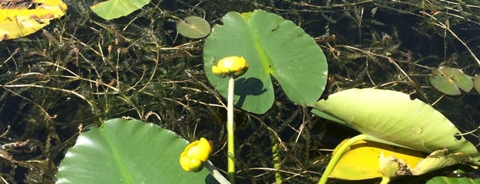 Wampus Pond is one of Lugares favoritos de Gizem.