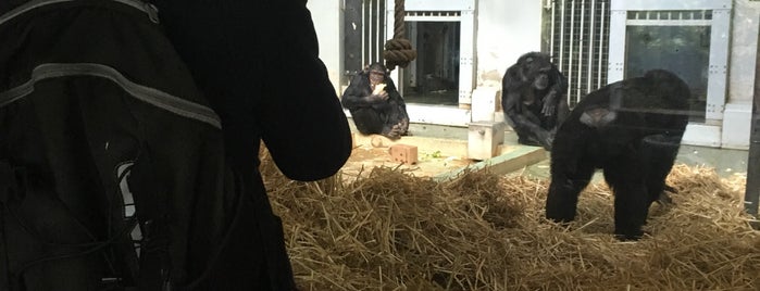 Chimpansees is one of Top picks for Zoos or Aquariums.