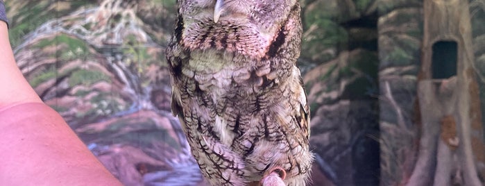 Wings of America Birds of Prey is one of Gatlinburg.