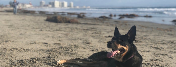 Coronado Dog Beach is one of Great Places for our dogs!.