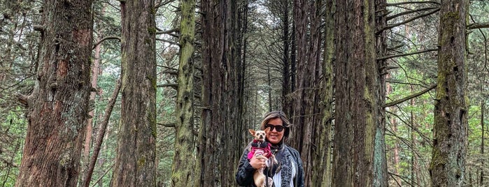 Bosque del Ocotal is one of Lieux qui ont plu à Diana.