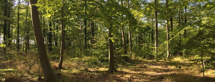 Friston Forest is one of Lieux qui ont plu à Jon.