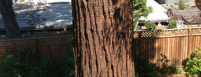 Big Redwood Tree is one of Donald’s Liked Places.