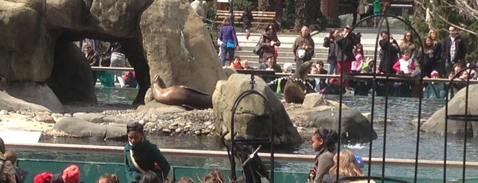 Sea Lions is one of New York City.