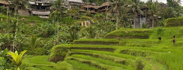 Pakudui Rice Terrace is one of Bali.