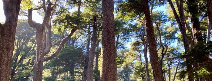 Parque Nacional Villarrica is one of Villarrica.