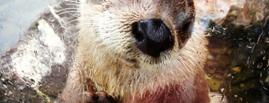 Slimbridge Wetland Centre is one of Posti che sono piaciuti a Musa.