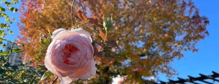 The Rose Garden of the Future is one of Orte, die ぎゅ↪︎ん 🐾🦁 gefallen.