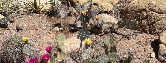 Desert Wildflower Loop Trail is one of Steve's To Do.