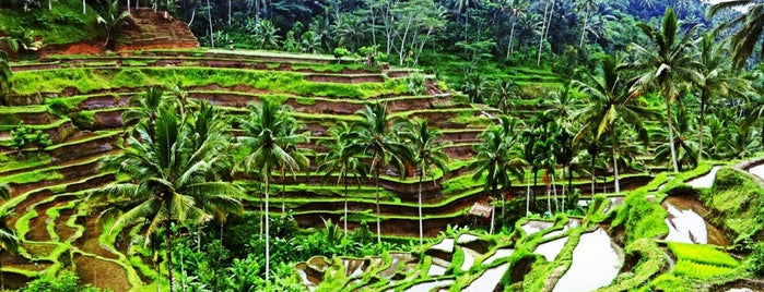 Tegallalang Rice Terraces is one of Bali hotspots - amazing Indonesia.