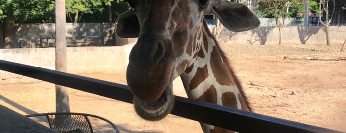 Zoo Culiacán is one of สถานที่ที่ c ถูกใจ.