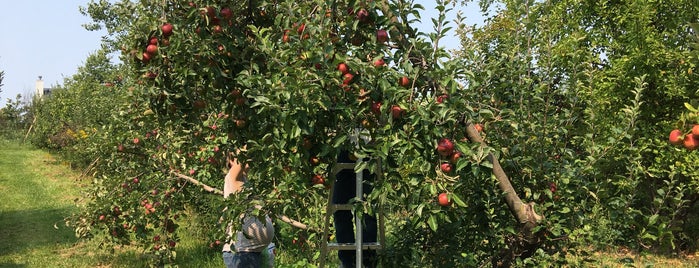 Apples On Oak is one of Lugares favoritos de Michael.
