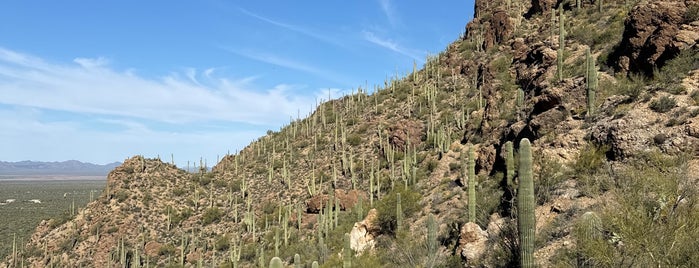 Saguaro National Park is one of Locais curtidos por eric.