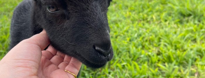 Honomu Goat Dairy is one of Big Island Trip 2019.