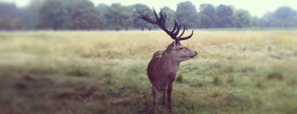 Bushy Park is one of London - All you need to see!.