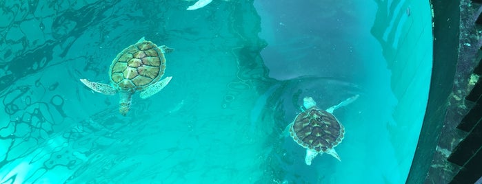Sea Turtles Conservation Center Royal Thai Navy is one of Tempat yang Disukai Jeffrey.