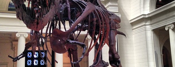 The Field Museum is one of Best places to see dinosaurs.