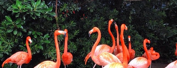 Flamingos is one of SeaWorld - Orlando.