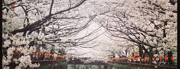 Meguro River Cherry Trees is one of Tokyo, Japan.