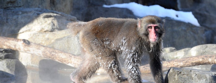 Zoo de Central Park is one of New York Best: Sights & activities.