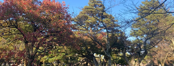 Neagarinomatsu Pine is one of 公園.