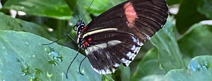 Butterfly Dome is one of Favorites.