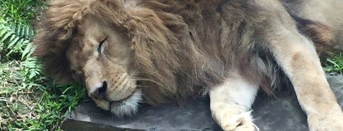 平川動物公園 is one of Takafumiさんのお気に入りスポット.