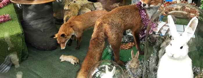 Get Stuffed Taxidermy is one of Tomas’s Liked Places.