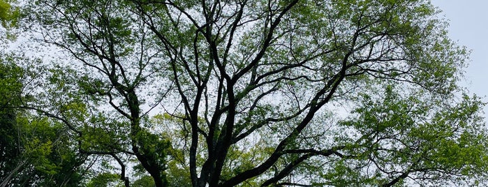 宿根の大桜 is one of 山と高原.