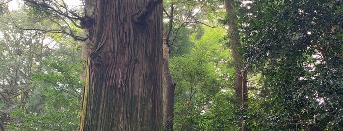たこ杉 (蛸杉) is one of 東日本の山-秩父山地.