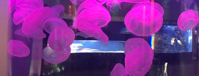 Jellies: The Ocean in Motion is one of P : понравившиеся места.