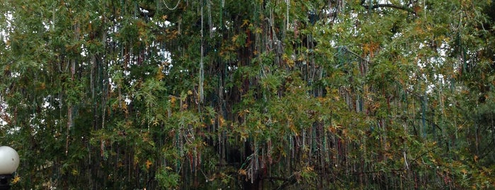 The Bead Tree @St. Charles is one of Someday... (The South).