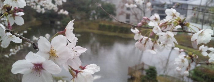 菖蒲池 is one of 京都産業大学 神山キャンパス.