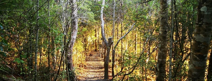 Kauri Point Centennial Park is one of Chesterさんのお気に入りスポット.