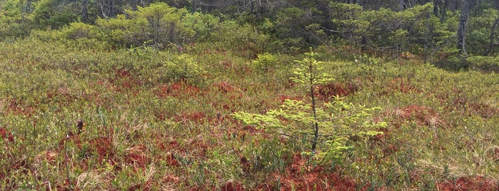 Orono Bog Boardwalk is one of Jon : понравившиеся места.