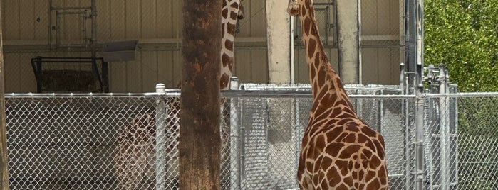 Naples Zoo is one of Tempat yang Disukai Fernanda.