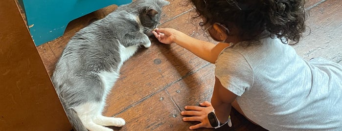 Brooklyn Cat Cafe is one of Sirius Black in NYC.