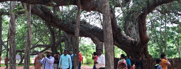 Banyan Tree is one of Best Place's In Pondicherry.