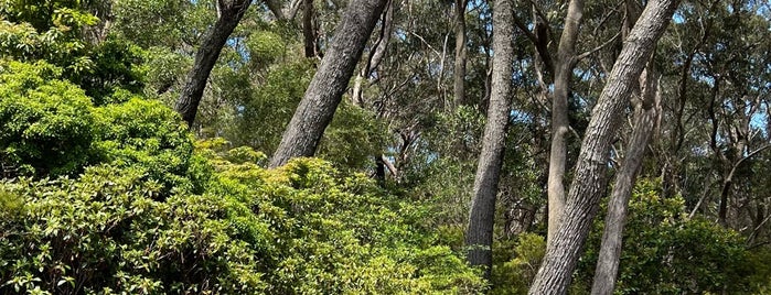 Rhododendron Gardens is one of Blue Mountains.