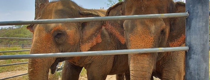 Elephant Station is one of หัวหิน.