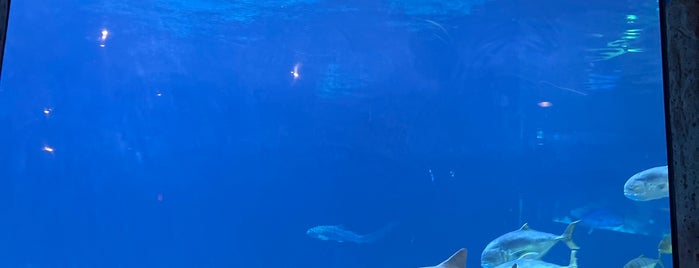 Sharks Underwater Grill is one of RESTAURANTS II.