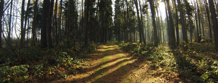 Místecký les is one of Místa na běhání FM.