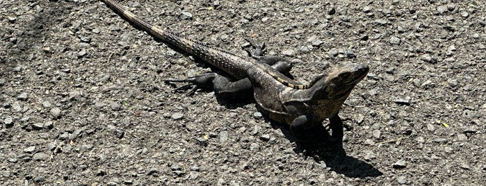 Parque Nacional Carara is one of Central America.