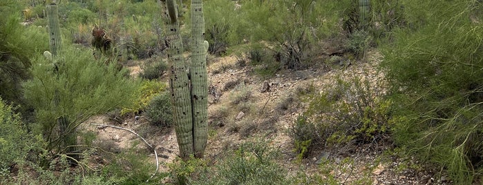 Arizona-Sonora Desert Museum is one of martín'ın Beğendiği Mekanlar.