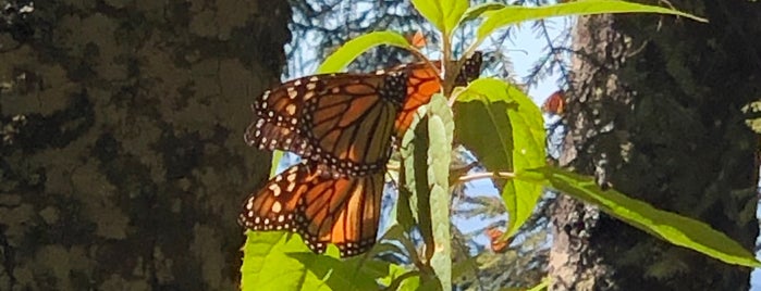 Monarch Butterfly Sanctuary is one of UNESCO - Americas.