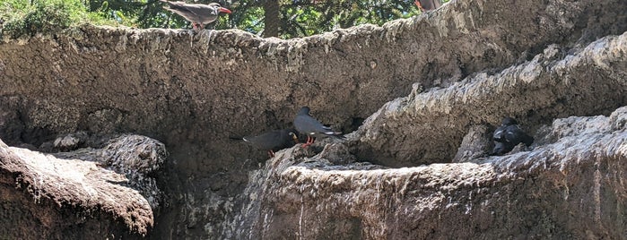 Seabird Colony is one of Bronx Zoo.