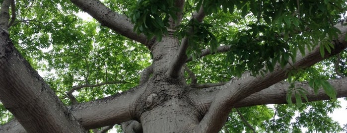 The Kapok Tree is one of Locais curtidos por Robin.
