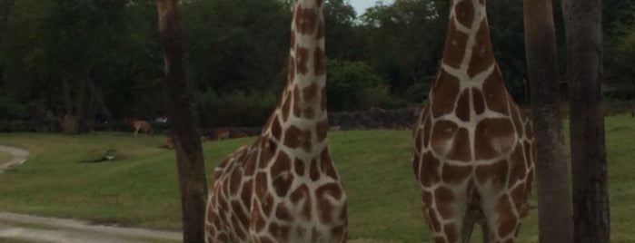 Busch Gardens Tampa Bay is one of Tempat yang Disukai Zoology.