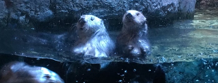 Otter Exhibit is one of Lover time.