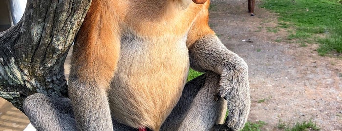 Labuk Bay Proboscis Monkey Sanctuary is one of Damon 님이 좋아한 장소.